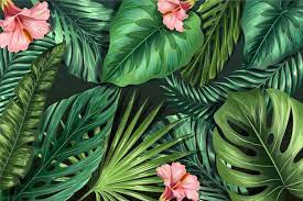 tropical wallpaper images free