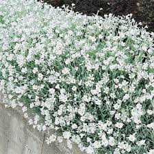 snow in summer seeds ground cover