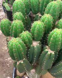 We Sells Mescaline Cacti (Peyote Cactus And San Pedro Cactus) Click Our Website Link 👇 And Place Your Order Now 👇 Https://Getkushonline.com/ Contact Us... | By Peyote Cactus And San Pedro Cactus