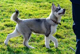 miniature husky facts size