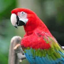 green wing macaw parrot in stan