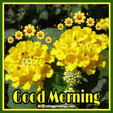 Get inspired with our handpicked collection of flower pictures hd to 4k quality available for commercial use download now for free! 20 Beautiful Good Morning Lantana Flower Images Morning Greetings Morning Quotes And Wishes Images