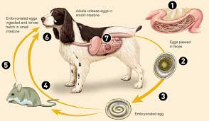 roundworm infection close veterinary