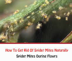 Before flowering, you can easily face the control the pests with remedies this green substance helps the plant to produce its food during photosynthesis. How To Get Rid Of Spider Mites During Flowering Naturally Getridofallthings Com