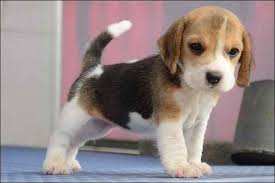Your search is finally over. Beagle Puppies For Adoption In Nj Petsidi