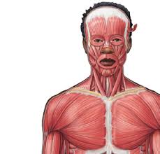 There are around 650 skeletal muscles within the typical human body. 2