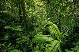 Tropical rainforests are home to more species of plants and animals than anywhere else on earth. Rainforest Animals And Plants Rainforestfauna Com