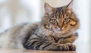 They are not actually a breed. How Old Do Cats Live Thriving Cat