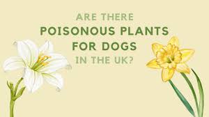 Poisonous Plants For Dogs In The Uk