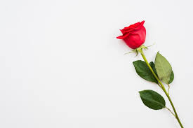 premium photo single beautiful red rose
