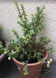 jade plant crula ovata care