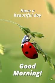 From the window if i'm quiet trains of thought. Have A Beautiful Day Good Morning Picture With Lady Bug