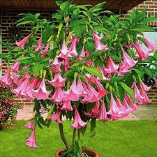 In their native climates, brugmansias can grow to be up to 20 feet (6 m.) tall. Amazon Com Mixed Colors Angel Trumpet Brugmansia Well Rooted Fragrant Flowering Plant Garden Outdoor