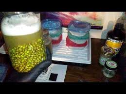 Germinating weed seeds is the essential first step in growing. Germinating Old And Valuable Cannabis Seeds Using Enzymes From Beans 20 Year Old Malawi Gold Youtube