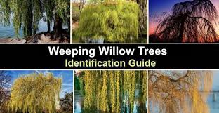 weeping willow trees leaves flowers