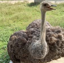 ostrich an overview sciencedirect