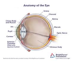 Anatomy And Structure Of The Eye Brightfocus Foundation