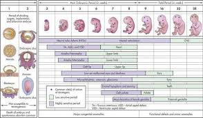 Embryology Timeline Fetal Development By Trimester And