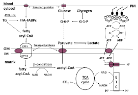 Anaerobic glycolysis supplies most energy for short term intense exercise ranging from 30 muscle glycogen is the preferred carbohydrate fuel for events lasting less than 2 hours for both. Regulation Of Fat Metabolism During Exercise