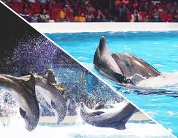 dubai dolphinarium tickets vip tours
