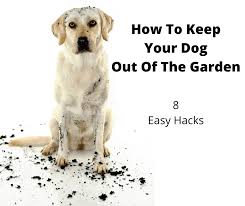 How To Keep Dogs Out Of Your Garden 8