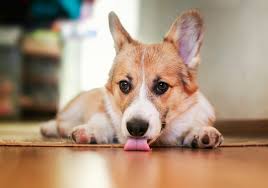 how to manage excessive licking in dogs