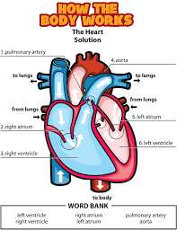 Heart Circulatory System Wish I Had This Months Ago When