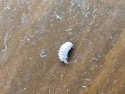 brown striped larvae and fuzzy white