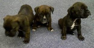 boston boxer dog breed information and