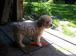 Dear mom , dad and friends in cold ohio thank you for sending me to california.i have only been here one day, but i have been outside, and seen. Cockapoo Puppy Price 350 For Sale In Clearfield Iowa Best Pets Online