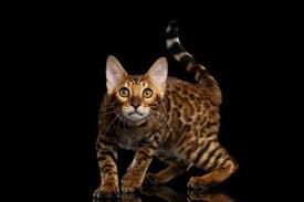Looking for someone who is simba is a big attractive tabby and white boy. The Bengal Cat Ultimate Guide