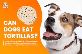 can dogs eat tortillas are they good