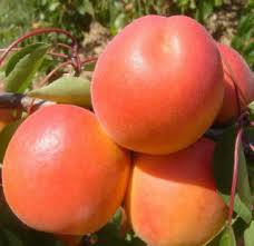 Саженцы абрикоса сорт Том Кот, подвой алыча✔️ купить в Украине по цене  производителя