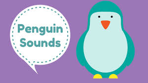 How many species of penguins live in antarctica? Penguin Sounds Call Of The Penguins Youtube