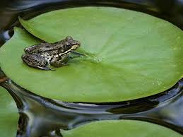 How To Build A Frog Pond In Your