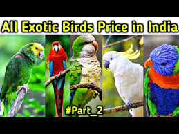 all exotic parrot in india 2022