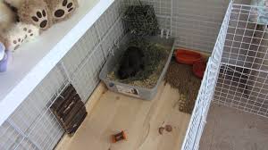 c c cage rabbit bunny cage tour
