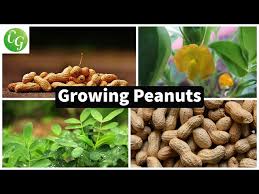 How To Grow Peanuts In Your Home Garden