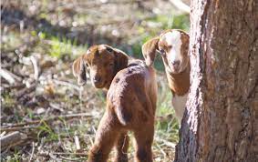 how to raise and care for baby goats