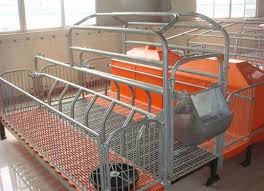 pig farrowing crate farming and