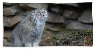 The domestic longhair is the second most popular type of house cat in the united states, just after their domestic shorthair cousins. Pallas S Cat Otocolobus Manul Bath Towel For Sale By Artush Foto