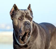Cane Corso Dog Breed Information Complete Guide