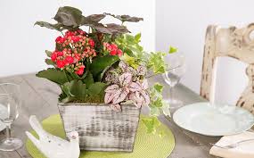 Why Dish Gardens Make The Perfect Gift