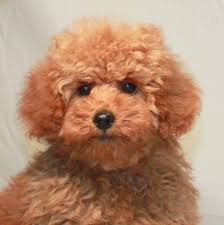 choosing your poodle puppy
