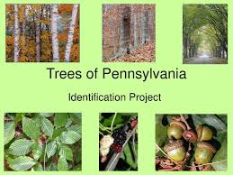 ppt trees of pennsylvania powerpoint
