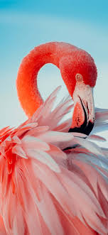 photography flamingo iphone wallpapers
