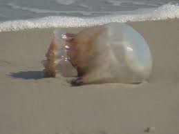 jellyfish on the rise in myrtle beach