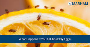 What happens if you accidentally eat fruit fly eggs?