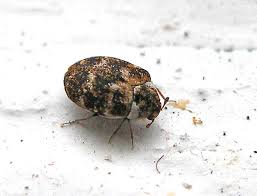 how to get rid of carpet beetles uk