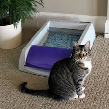 They're durable and can be wiped. Petsafe Scoopfree Ultra Litter Box Review Wishful Thinking